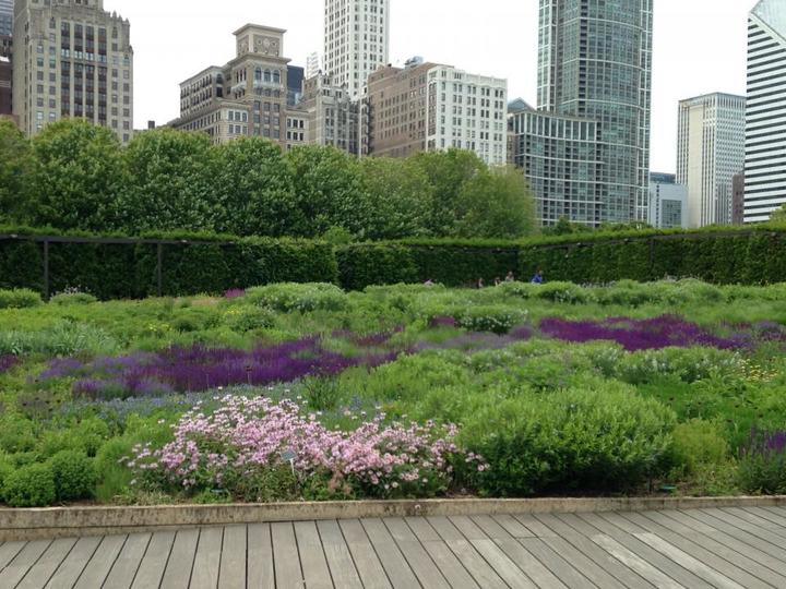 Lurie Garden: Image copyright American Planning Association under Creative Commons License, https://conference.planning.org/imagelibrary/details/9000822/
